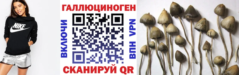 цена наркотик  Туран  Псилоцибиновые грибы Psilocybe 